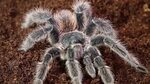 Tarantula Unboxing and I need your Help with the Deadly Tara